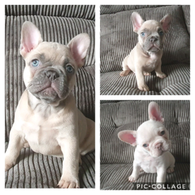 don daddy french bulldog
